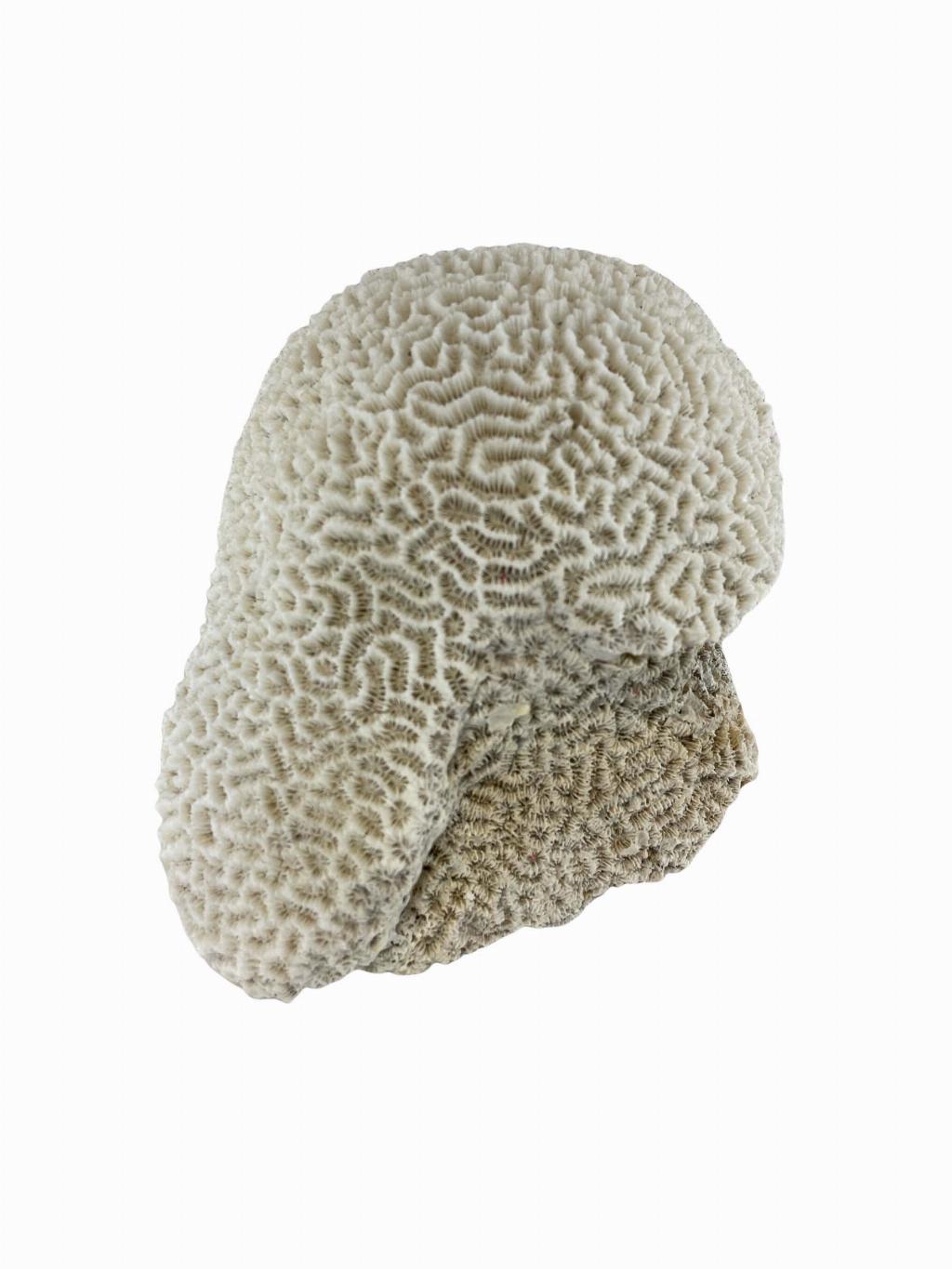 Large Brain Coral Specimen